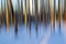 Abstract view of  a birch forest