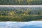 Abstract view of dense forest of Ponderosa Pines reflecting on Stanley Lake at sunrise in the Sawtooth Mountains of Idaho during