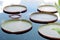 Abstract view of giant water lily pads on water reflecting blue sky and clouds overhead