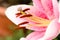 Abstract view of a lily stamen, with focus only on the pistil pollen of the flower