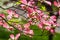 Abstract View of a Pink Flowering Dogwood Tree