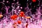 Abstract view of poppies