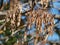 An Abstract View of Seed Pod Textures