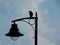 abstract view of a single crow on retro style lamppost. closeup detail. blue sky