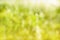 Abstract water blur green spring grass yellow white light background.