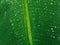 Abstract water drops banana leaf.