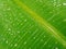 Abstract water drops banana leaf