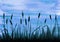 Abstract watercolor landscape in blue and dark green colors. Dark silhouettes of cattails against background of pure