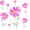 Abstract watercolor pink Chamomile pyrethrum illustration. Isolated on white background.Seamless pattern