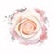 Abstract watercolor rose on white background. Watercolor grunge painting illustration