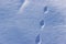 Abstract white background with animal footprints in the snow. Paw print of a wild or domestic animal on white snow in winter