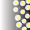 Abstract White Daisies in Gray Background