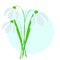 Abstract white snowdrops flowers on blue, vector design eps 10