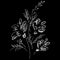 Abstract wildflowers isolated on black background. Hand Drawn  illustration. Outline