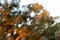 Abstract windy eucalyptus tree at windy and fiery sunset storm