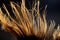 Abstract windy hair texture. Backlit silhouette on dark background