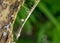 Abstract wood and spider web texture, white fluff caught in a spider web, blurred background