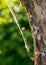 Abstract wood and spider web texture, white fluff caught in a spider web, blurred background