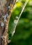 Abstract wood and spider web texture, white fluff caught in a spider web, blurred background