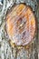 Abstract wood texture bark, cypress tree
