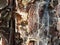 Abstract wood texture bark, cypress tree. Plant, firewood. Bast, mouldy