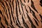 Abstract wood textures tiger pattern