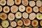 Abstract wooden color background made of many cut tree trunks