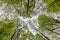 Abstract Woodland Tree Canopy, with silhouetted branches and trunks.