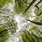 Abstract Woodland Trees and leaf Canopy