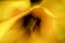 Abstract  yellow  coral,  tulip flowers in a dreamlike colorful impressionist photo