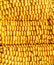 Abstract yellow corncob background