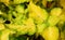 Abstract Yellow Green Leaves Nature Background - Coleus Blumei - Plectranthus Scutellarioides