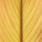 Abstract yellow leaf lines background texture