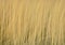 Abstract yellow  nature background texture of reed through intentioal camera movement