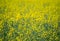Abstract Yellow oilseed Field