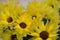 Abstract yellow rudbeckia daisy cluster bouquet