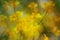 abstract yellow translucent flowers close up