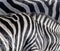 Abstract zebra