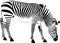 Abstract zebra