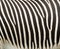 Abstract Zebra Patterns