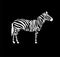 Abstract zebra standing vector