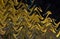 Abstract zigzag pattern with waves in golden and black tones. Artistic image processing created by Holiday illumination photo