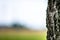 Abstracted background with a close-up of a lone birch tree trunk