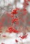 Abstraction. Bunch of Rowan red, defocused, on a blurry background in winter snowy day. Bokeh, text place. Vertical