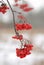 Abstraction. Bunch of Rowan red, defocused, on a blurry background in winter snowy day. Bokeh, text place. Vertical