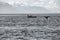 An abstraction of the landscape of the Glacier Bay with the Fluke of an Humpback and a little boat - Alaska