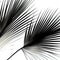 abstraction palm leaves, black and white on white background