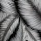 abstraction palm leaves, black and white on white background