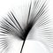 abstraction palm leaves, black and white on white background