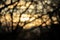 Abstraction photo. Sunlight or sunny sunset among the trees in blurry focus